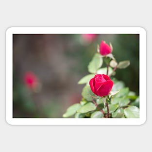 Spring Roses Sticker